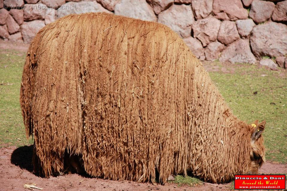 PERU - Alpaca - 2.jpg